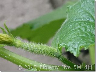 P5150277 きゅうりの味さんごに雌花が咲きました。　Ptolemy Jiye　　2015