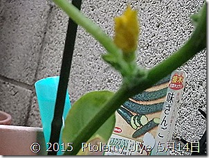 P5150293 きゅうりの味さんごに雌花が咲きました。　Ptolemy Jiye　　2015